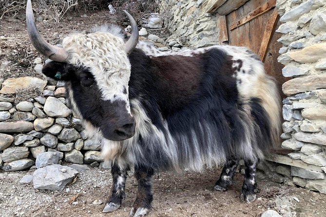 Annapurna Circuit Trek - The Sum Up