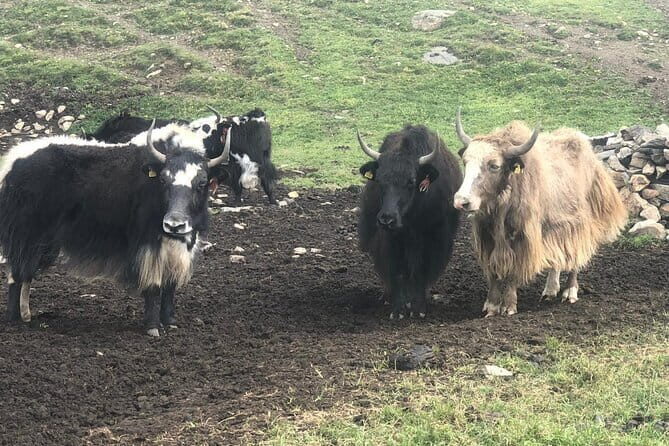 Annapurna Circuit Trek in Nepal (9 Days) - The Value of This Trek