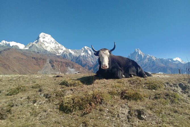 Annapurna View Trek - Customer Reviews
