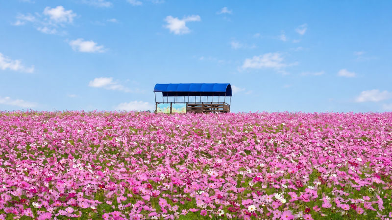 Anseong Farmland & Yeoju Premium Outlets Full-Day Shopping & Nature Tour - Key points before you book