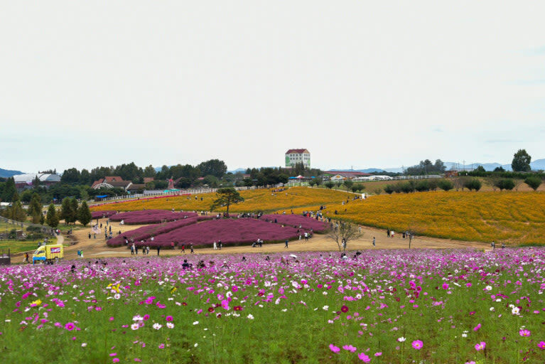 Anseong Farmland & Yeoju Premium Outlets Full-Day Shopping & Nature Tour - A day that trades Seoul streets for open space