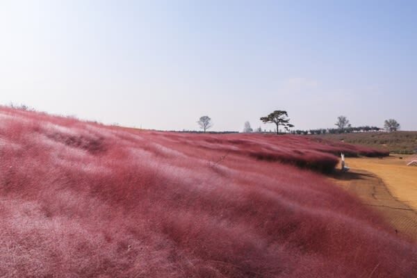 Anseong Farmland & Yeoju Premium Outlets Full-Day Shopping & Nature Tour - Flowers, seasonal color, and the Starlight Garden