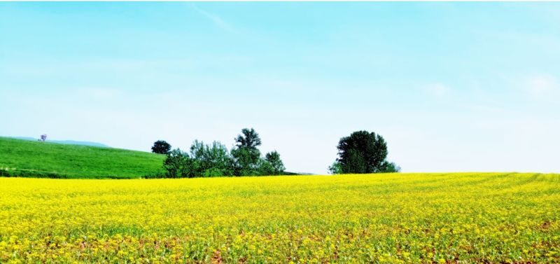 Anseong Farmland & Yeoju Premium Outlets Full-Day Shopping & Nature Tour - Guides and transport: what the personal details tell you