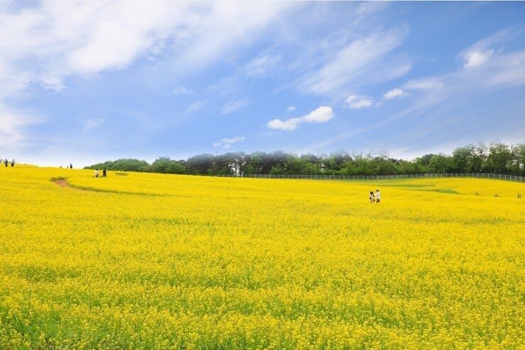 Anseong Farmland & Yeoju Premium Outlets Full-Day Shopping & Nature Tour - Is $88.80 good value?