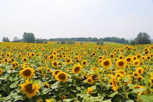 Anseong Farmland & Yeoju Premium Outlets Full-Day Shopping & Nature Tour - When the farm is likely to suit you