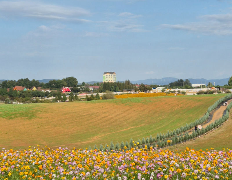 Anseong Flower Festival & Koreas Largest Golden Buddha (From Seoul) - Anseong Farmland rewards a slow walk