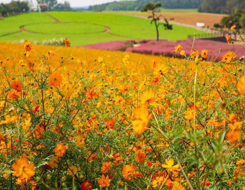 Anseong Flower Festival & Koreas Largest Golden Buddha (From Seoul) - Who should book this Anseong day trip