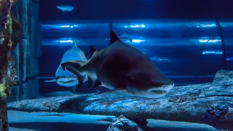 Antalya: Aquarium and Wax Museum Entry Ticket - Value for Money