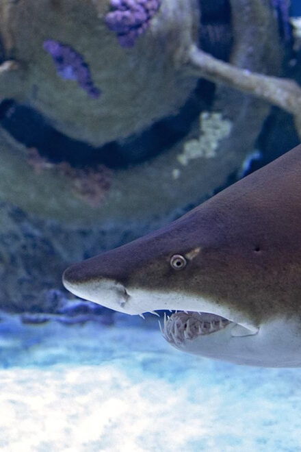 Antalya Aquarium & Face2Face Wax Museum & Shopping - Attractions and Activities