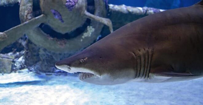 Antalya Aquarium Tour Include Transfer: Alanya,Side,Antalya - Experience Highlights