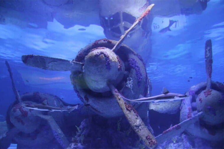Antalya: Aquarium, Wax Museum, Snow World, Wild Park - Final Thoughts