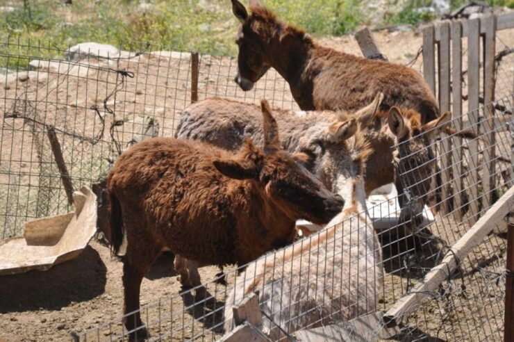 Antalya: Full Day Jeep Safari Adventure With Lunch - Experience Highlights