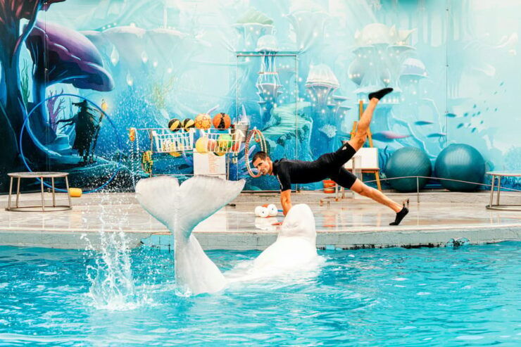 Antalya/Kemer: Waterhill Aqua Park With Dolphin Show & Lunch - Pricing and Booking Information