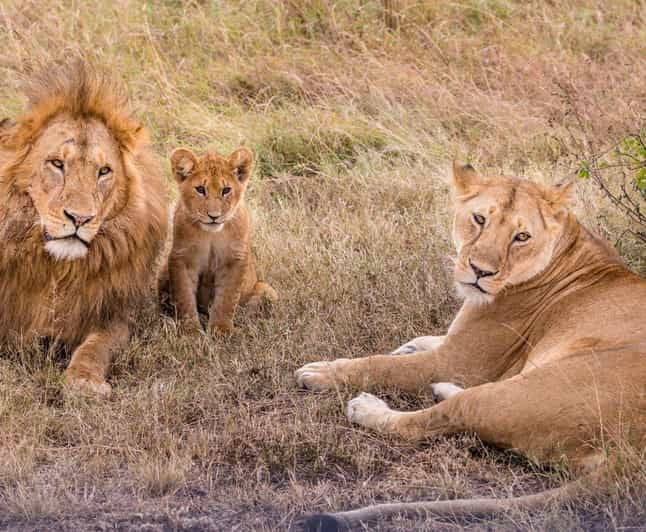 Antalya: Lion Safari Experience With Transfer - Key Points