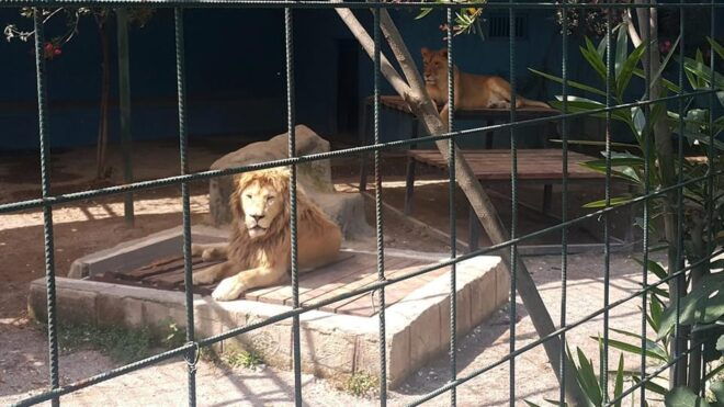 Antalya: Lion Safari Experience With Transfer - Safari Experience Highlights