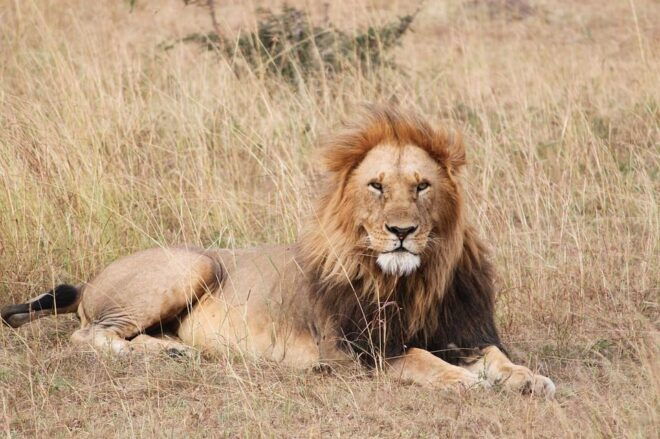 Antalya: Lion Safari Experience With Transfer - Wildlife Observation Tips