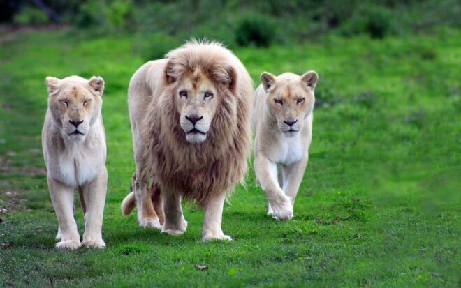 Antalya: Lion Safari Experience With Transfer - Safety Guidelines