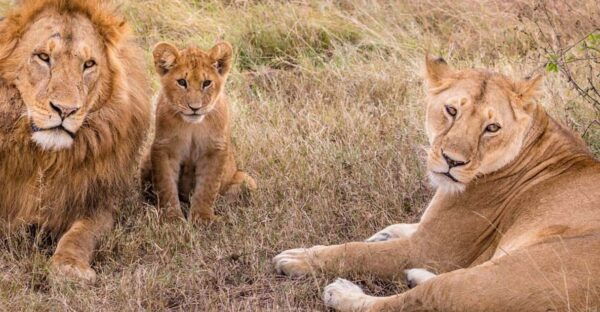 Antalya: Lion Safari Experience With Transfer - Frequently Asked Questions