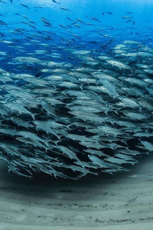 Antalya, Side and Alanya: Scuba Diving with Lunch & 2 Dives - What to Expect on the Tour