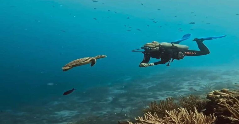 Antalya, Side and Alanya: Scuba Diving with Lunch & 2 Dives - The Dive Sites and Marine Life