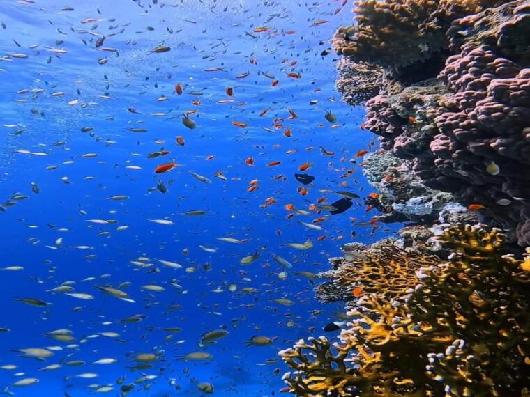 Antalya, Side and Alanya: Scuba Diving with Lunch & 2 Dives - Food and Relaxation
