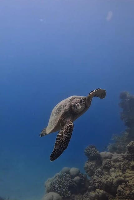 Antalya, Side and Alanya: Scuba Diving with Lunch & 2 Dives - The Sum Up