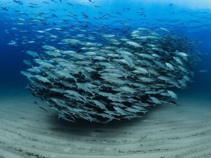 Antalya, Side and Alanya: Scuba Diving with Lunch & 2 Dives - Frequently Asked Questions