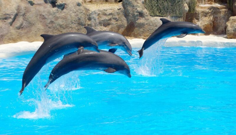 Antalya: The Land Of Legends Ticket Theme Park w/ Transfer - Final Thoughts: Is It Worth It?