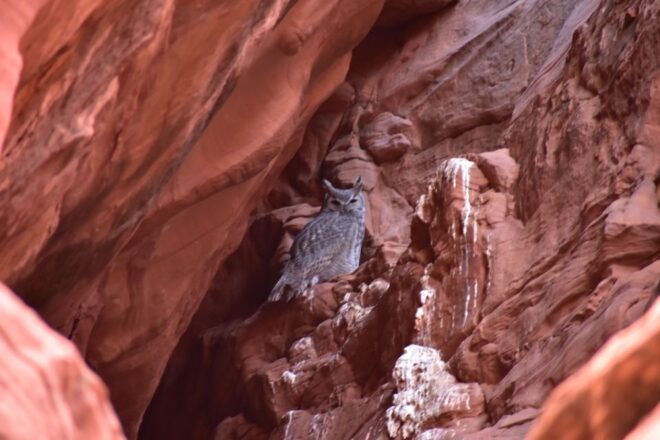 Antelope Canyon: Owl Canyon Guided Hiking Tour - Additional Information and Related Content