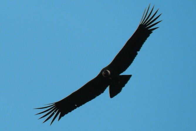 Antisana and Condors Watching Day Trip - Tour Details