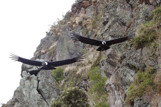 Antisana and Condors Watching Day Trip - Cancellation Policy