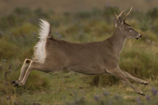 Antisana Condor Watching - Best Time to Visit Antisana