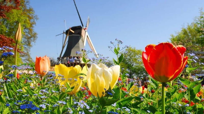 Antwerp: Full-day Holland Guided Keukenhof & Kinderdijk Tour - Good To Know