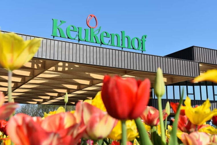 Antwerp: Full-day Holland Guided Keukenhof & Kinderdijk Tour - Authentic Experiences and Insights from Past Travelers