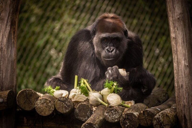 Antwerp: ZOO Entry Ticket - Who Will Love This Experience?
