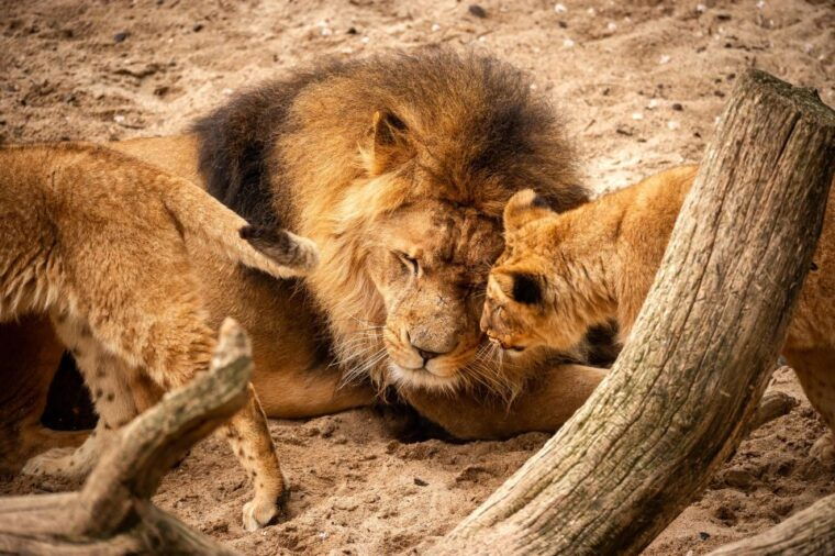 Antwerp: ZOO Entry Ticket - FAQ