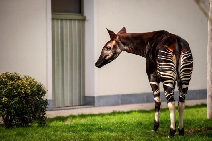 Antwerp: ZOO Entry Ticket - Ticket Information