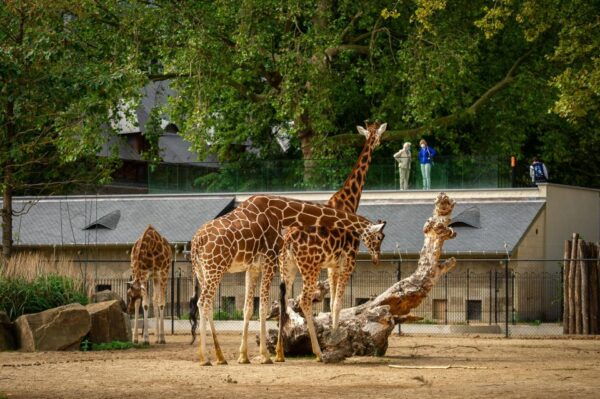 Antwerp: ZOO Entry Ticket - Stroll Through the Buffalo Savannah