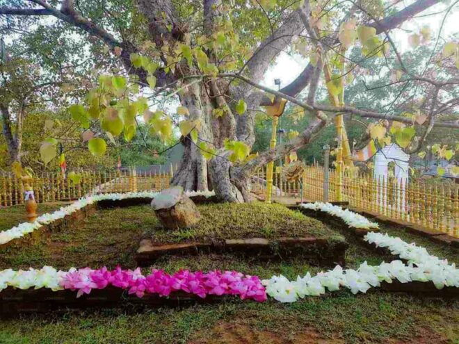 Anuradhapura & Aukana: Private Day Tour From Sigiriya - Cultural Significance
