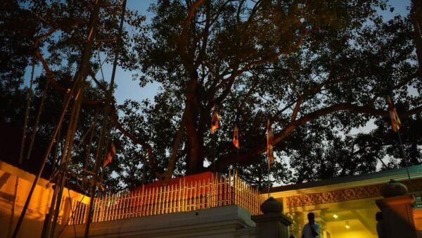 Anuradhapura & Aukana: Private Day Tour From Sigiriya - Booking and Cancellation Policy
