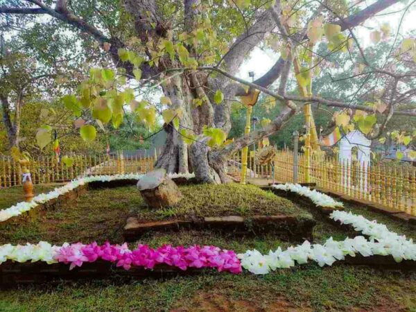 Anuradhapura & Aukana: Private Tour From Kandy - Tips for Your Tour