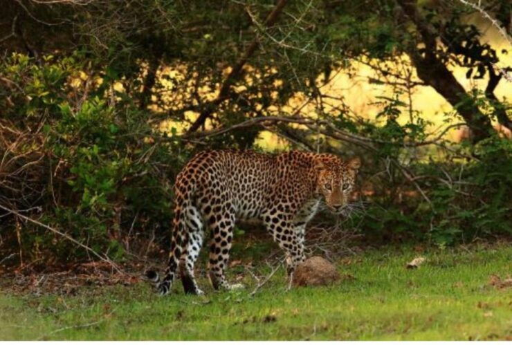 Anuradhapura: Evening or Morning Safari at Wilpattu Park - Safari Timing Options