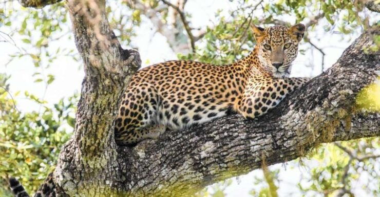 Anuradhapura: Evening or Morning Safari at Wilpattu Park - Wildlife Encounters at Wilpattu