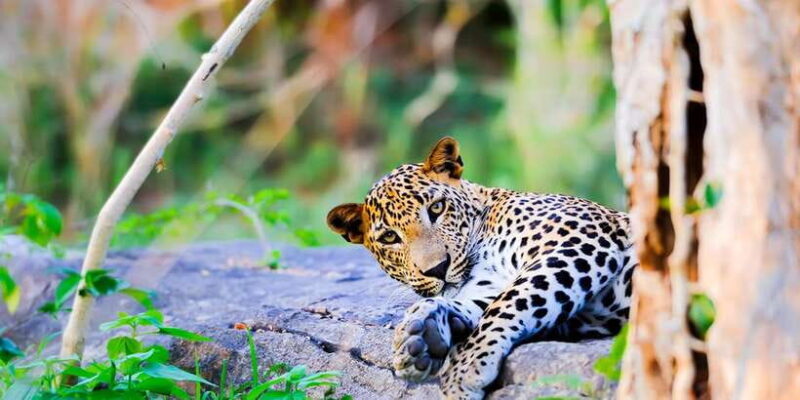 Anuradhapura: Full-Day Wilpattu National Park Private Safari - Good To Know