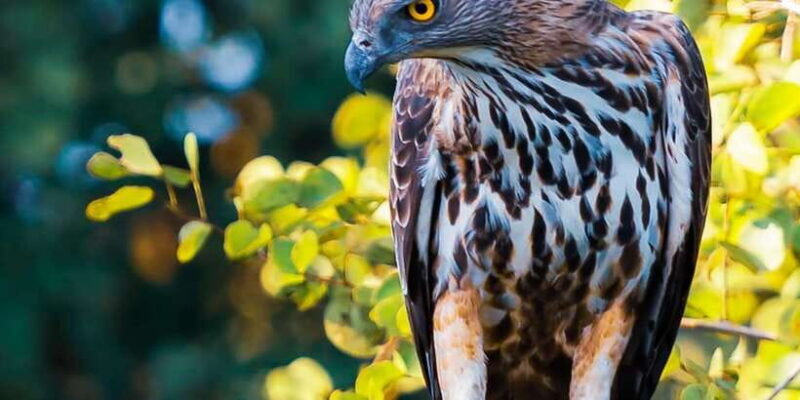 Anuradhapura: Full-Day Wilpattu National Park Private Safari - The Complete Safari Experience