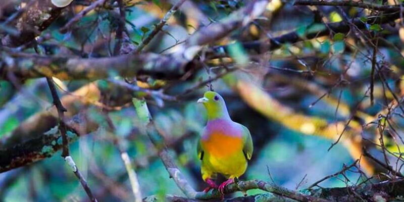 Anuradhapura: Full-Day Wilpattu National Park Private Safari - Who Will Love This Safari?