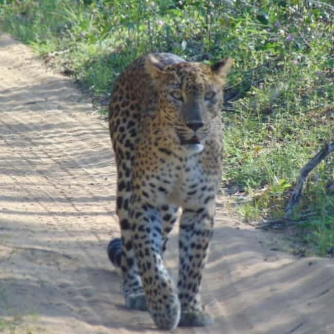 Anuradhapura: Full-Day Wilpattu National Park Private Safari - Final Thoughts