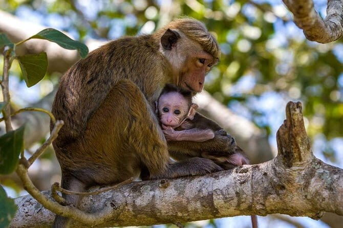 Anuradhapura: Full-Day Wilpattu National Park Private Safari - Overview of the Wilpattu Safari Tour