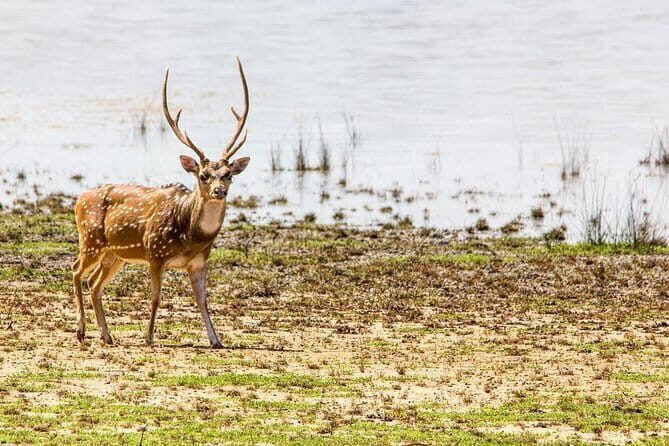 Anuradhapura: Full-Day Wilpattu National Park Private Safari - The Landscape and Wildlife Experience