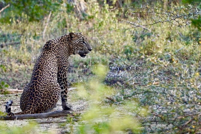 Anuradhapura: Full-Day Wilpattu National Park Private Safari - Pricing and Value Assessment